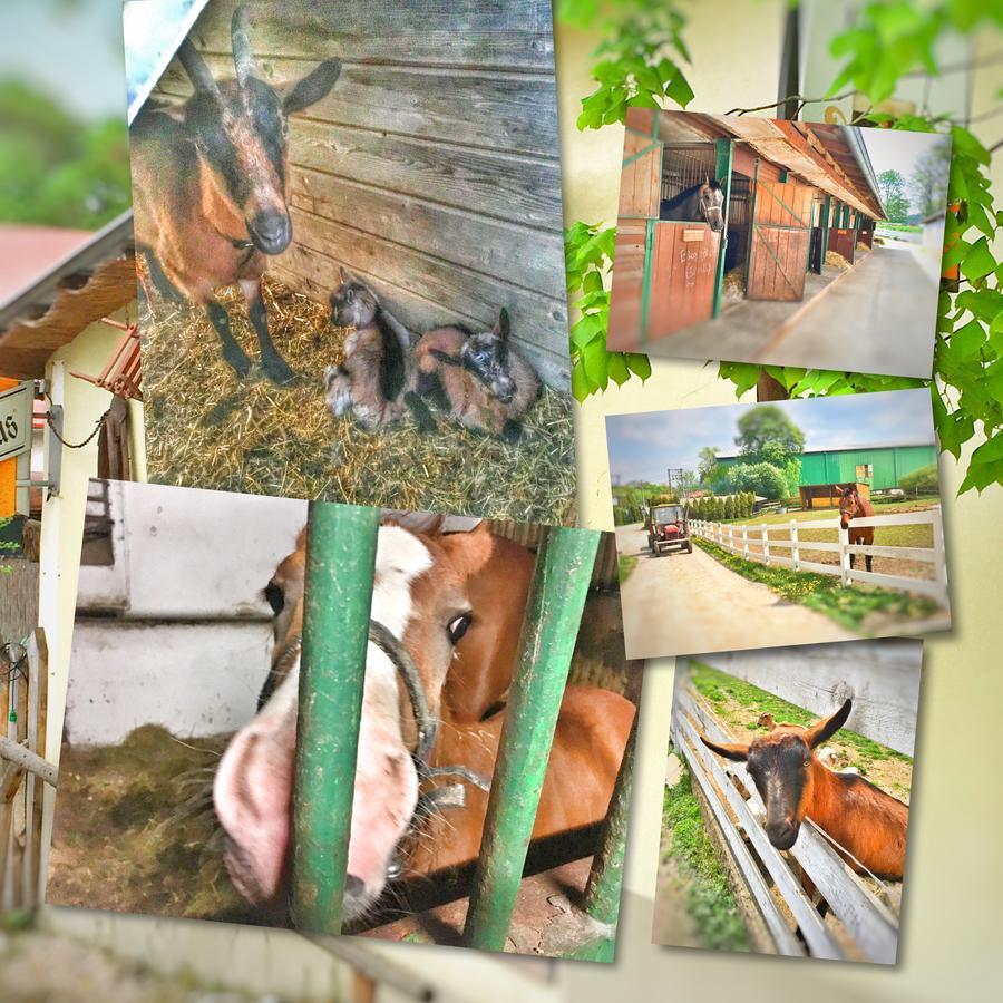 Penzion Pegas Depoltovice Nova Role Bagian luar foto